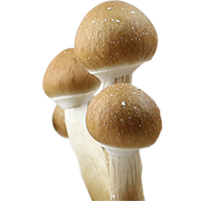 Psilocybe Cubensis Hawaiian Spores Syringe